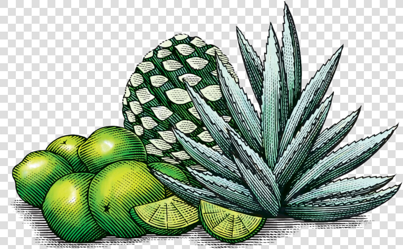 Limeagave   Mexican Agave Art  HD Png DownloadTransparent PNG