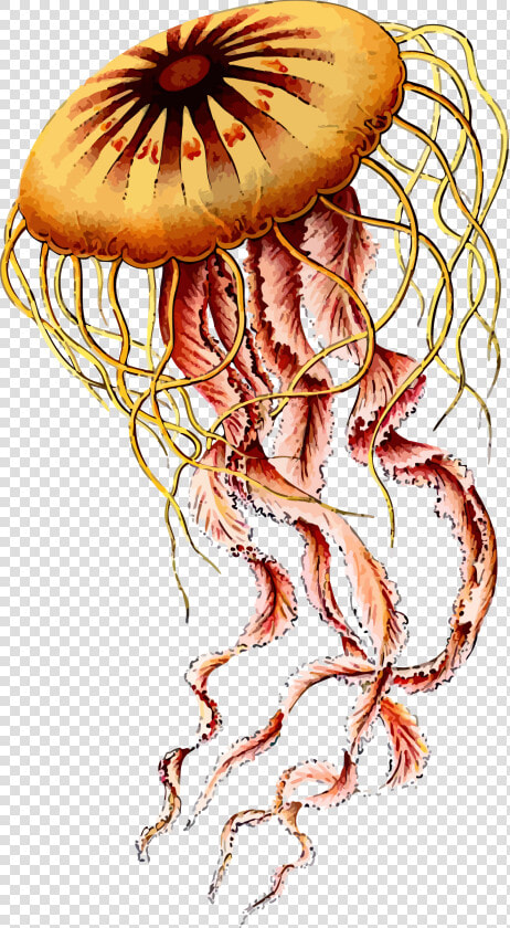 Box Jellyfish Png Photos   Jellyfish Ernst Haeckel Art  Transparent PngTransparent PNG