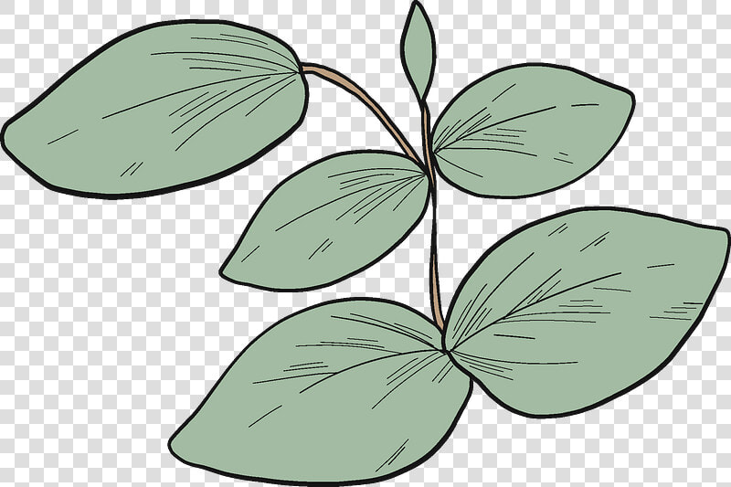 Eucalyptus Leaves Clipart  HD Png DownloadTransparent PNG