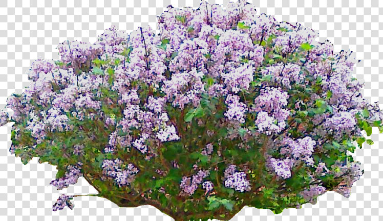 Lilac  HD Png DownloadTransparent PNG