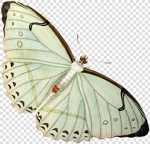 Limenitis  HD Png DownloadTransparent PNG