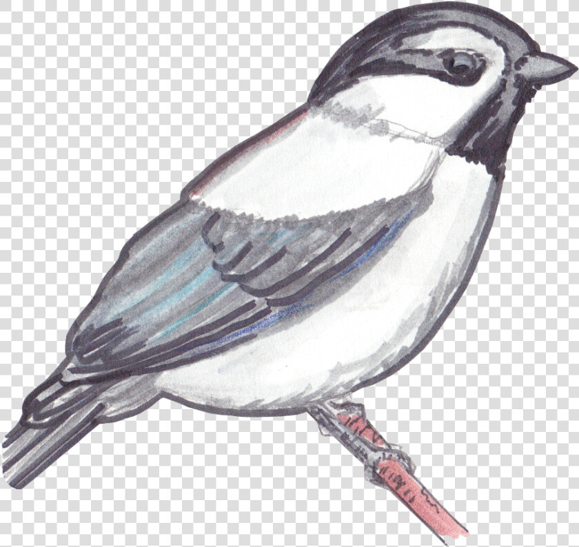 Mountain Chickadee Drawings  HD Png DownloadTransparent PNG