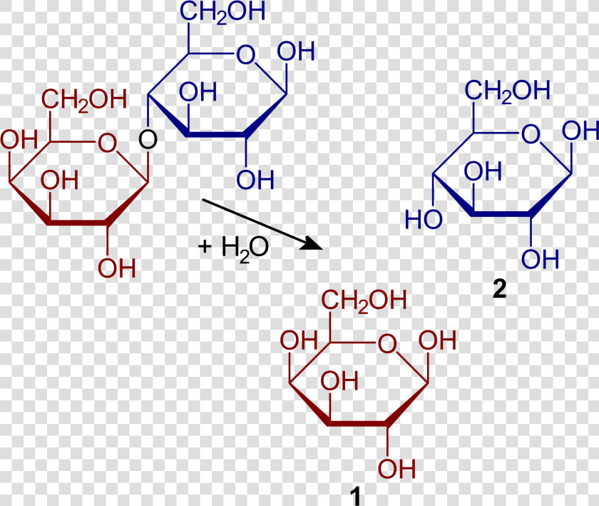 Hydrolysis Of Lactose  HD Png DownloadTransparent PNG