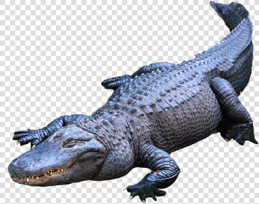 American Alligator Crocodiles Nile Crocodile   Alligator Png  Transparent PngTransparent PNG