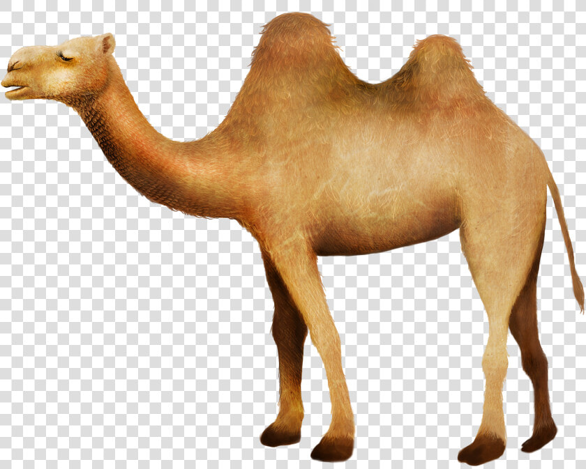 Clip Art Camel In Desert Picture   Camello Desierto Png  Transparent PngTransparent PNG