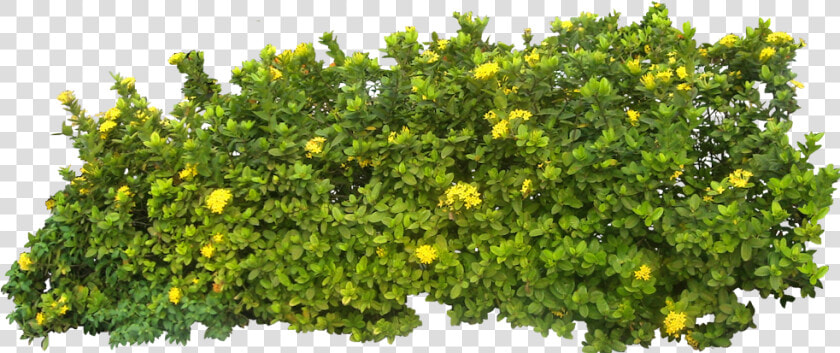 Shrub Plant Clip Art   Bushes Png  Transparent PngTransparent PNG