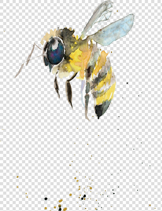 Bumblebee Watercolor Painting Drawing Insect Watercolor   Watercolor Bumble Bee Png  Transparent PngTransparent PNG