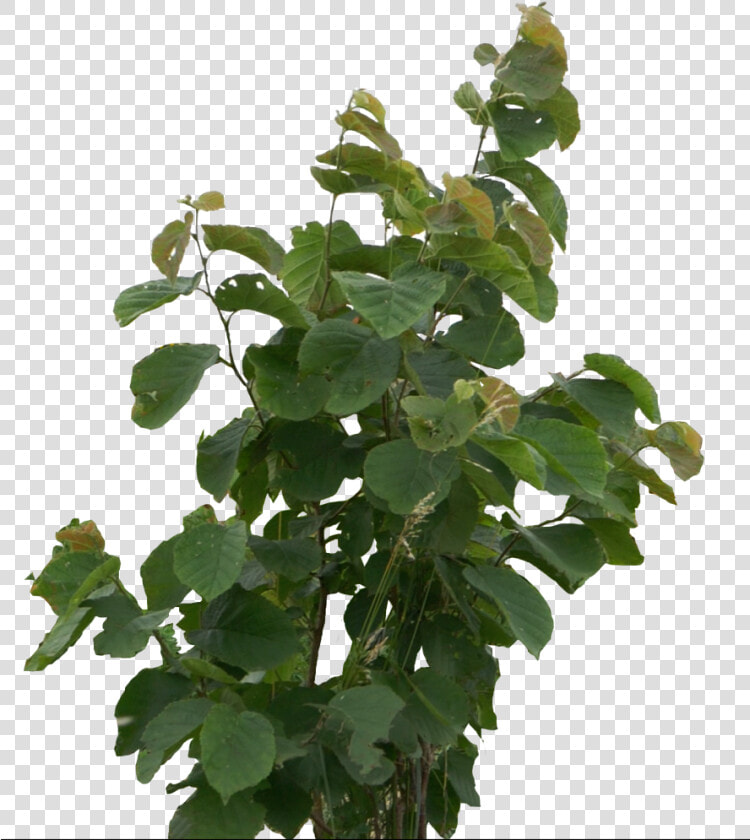 Transparent Tree Cutout Png   Houseplant  Png DownloadTransparent PNG