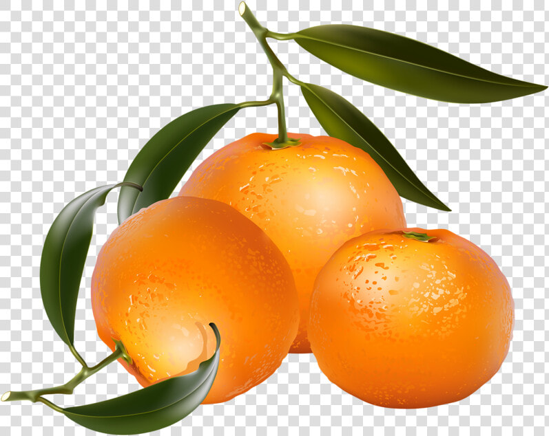 Clip Art Of Citrus Fruit   Orange Fruits Clip Art  HD Png DownloadTransparent PNG