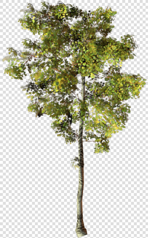 Thumb Image   Arbre Photoshop Png  Transparent PngTransparent PNG