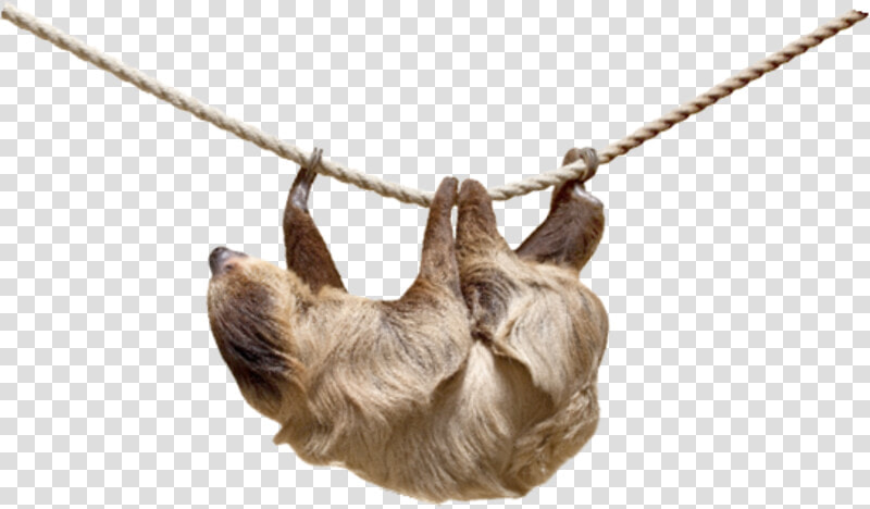 2 Toed Sloth Png   Linnaeus Two Toed Sloth Transparent  Png DownloadTransparent PNG