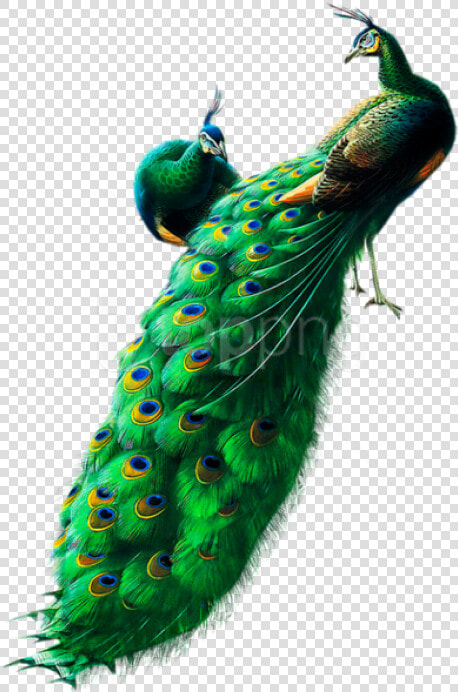 Free Png Peacocks Png Images Transparent   Peacock Png  Png DownloadTransparent PNG