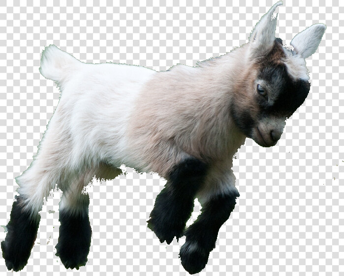 Image Result For Png   Pygmy Goat Png  Transparent PngTransparent PNG