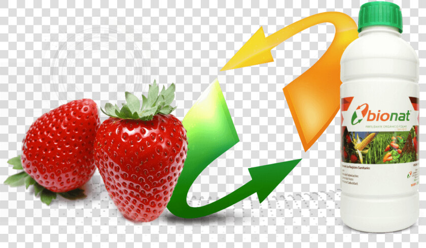 توت فرنگی به انگلیسی   Png Download   2 Strawberries  Transparent PngTransparent PNG