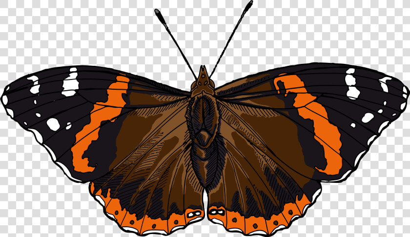 Red Admiral Butterfly Illustrated One Illustration   Red Admiral Butterfly Clipart  HD Png DownloadTransparent PNG