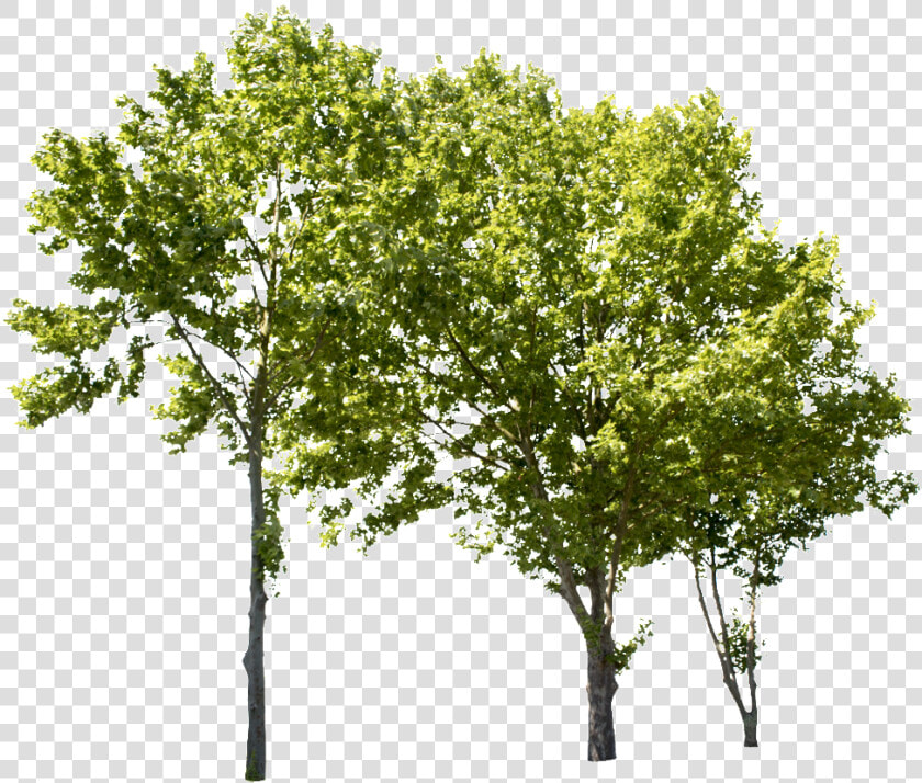 Plane Tree Group Ii   Tree Cut Out Png  Transparent PngTransparent PNG