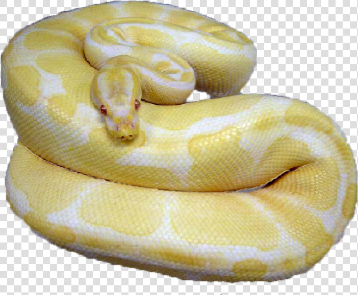 Burmese Python  HD Png DownloadTransparent PNG