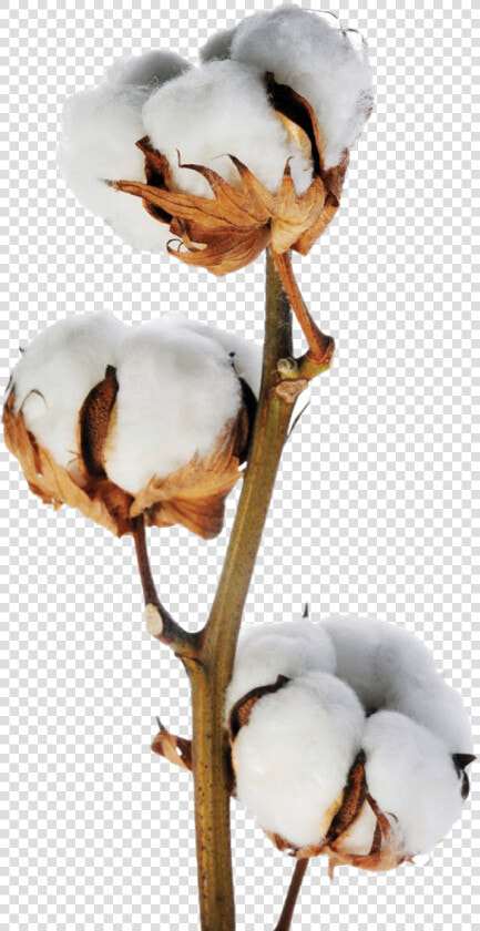 Stem Of Cotton Plant  HD Png DownloadTransparent PNG