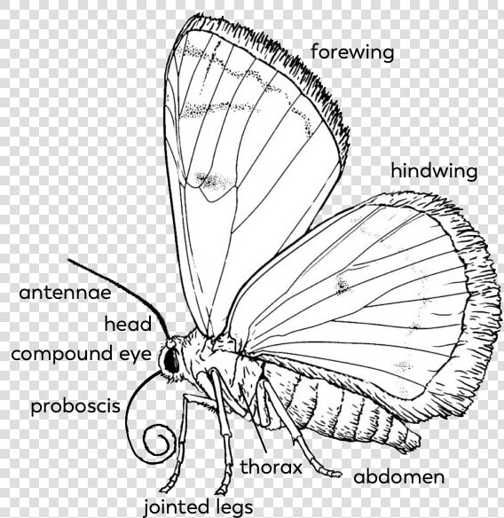 Butterfly parts   Proboscis Drawing Butterfly  HD Png DownloadTransparent PNG