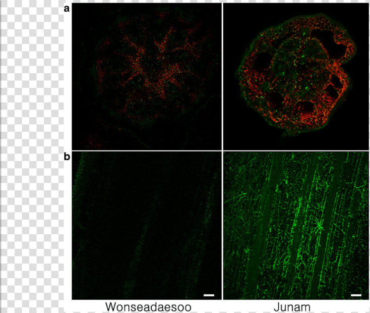 Confocal Imaging Of Wonseadaesoo And Junam Rice Plants   Fractal Art  HD Png DownloadTransparent PNG