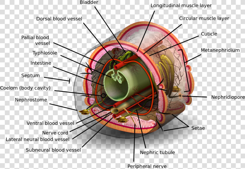 Coelom Definition  HD Png DownloadTransparent PNG