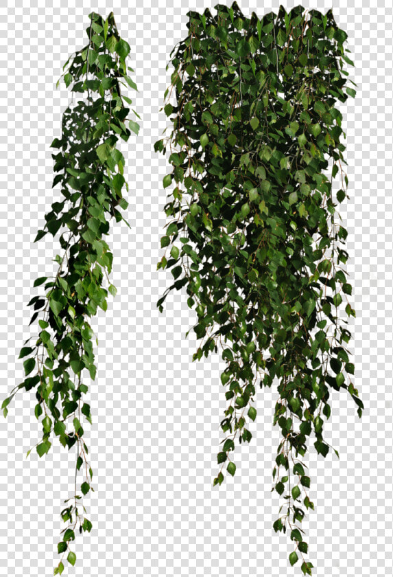  enredadera   Plant Png  Transparent PngTransparent PNG