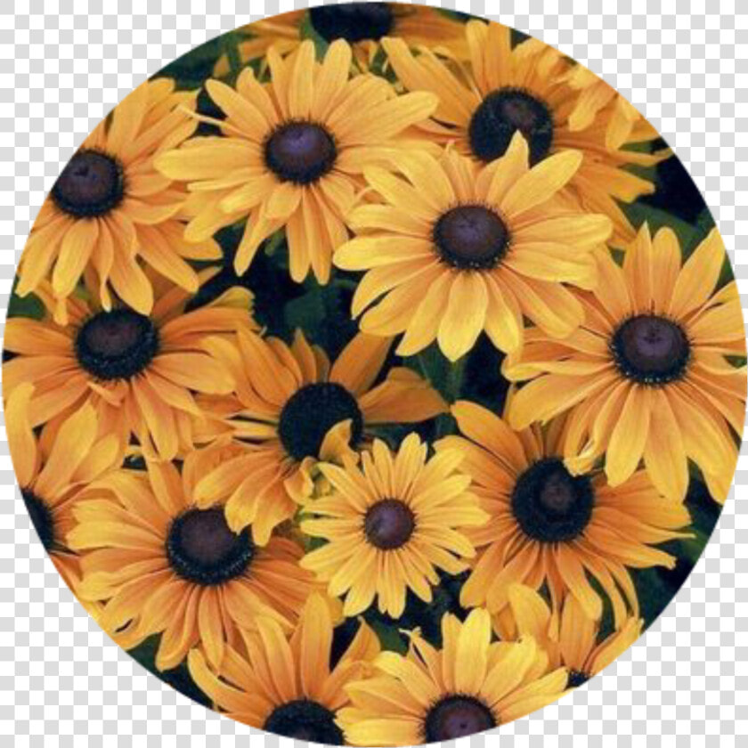  sunflower  yellow  flower  plant  nature  green  yellowaesthetic   Chrysanths  HD Png DownloadTransparent PNG