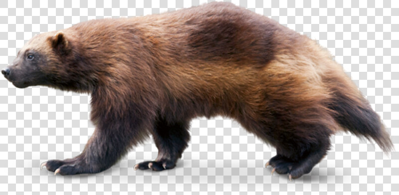 Wolverine Animal Transparent   Png Download   Wolverine Animal No Background  Png DownloadTransparent PNG