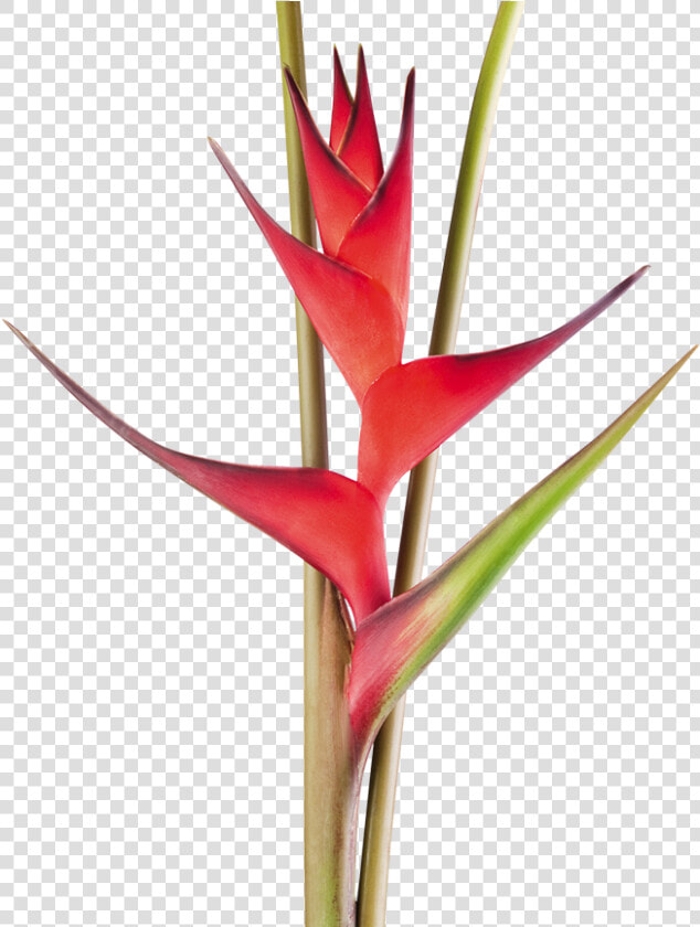 Exotic Flower Clipart Free  HD Png DownloadTransparent PNG