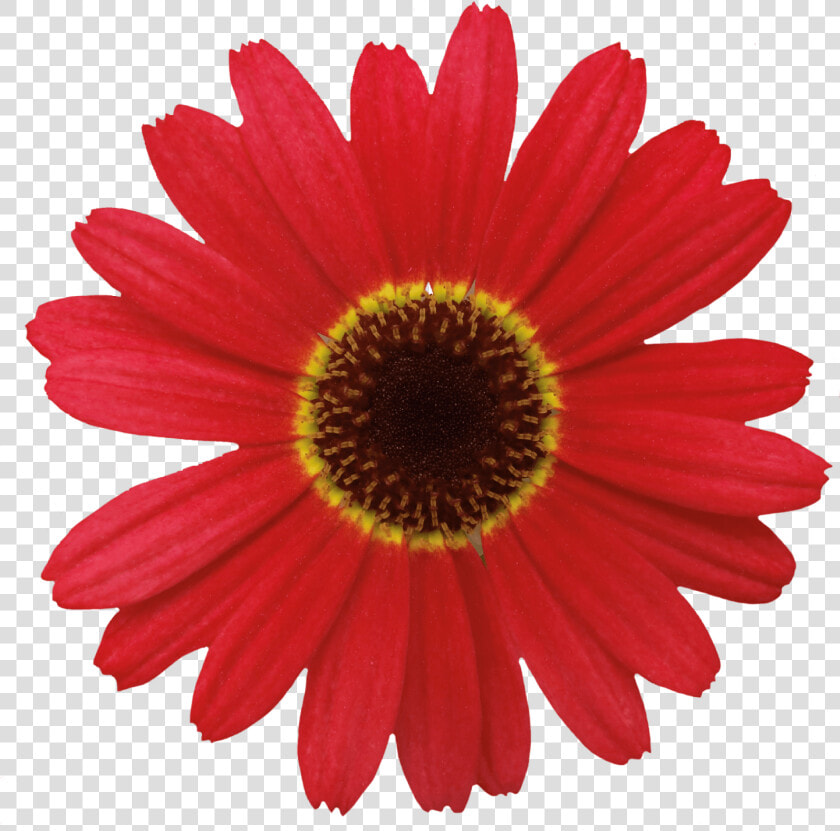 Barberton Daisy Flower Common Daisy   Orange Red Daisy Flower  HD Png DownloadTransparent PNG