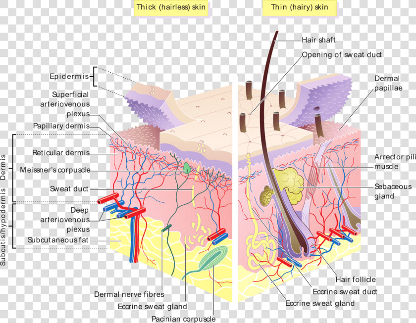 Skin Layers   Hair Follicles And Sebaceous Glands  HD Png DownloadTransparent PNG