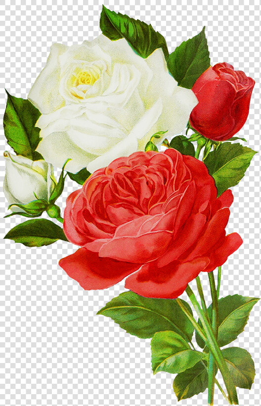 Concrete Drawing Rose   Red And White Rose Drawing  HD Png DownloadTransparent PNG