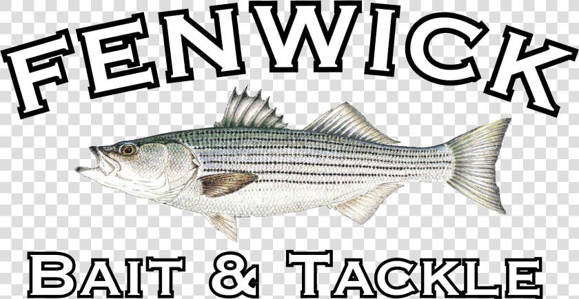 Striper Bass  HD Png DownloadTransparent PNG