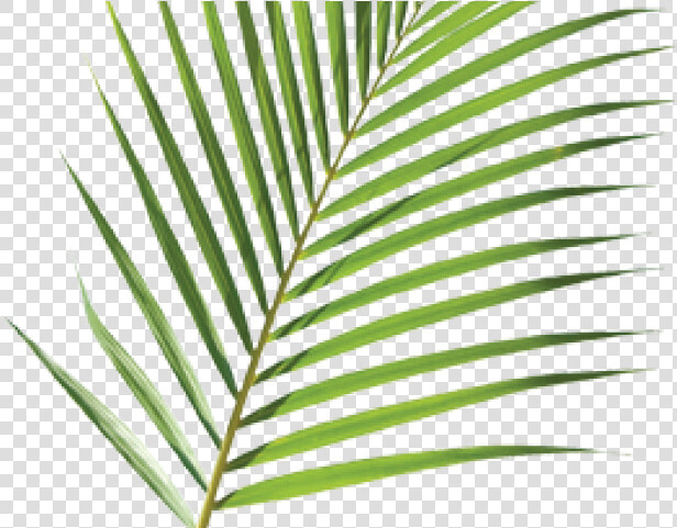 Palm Branch Cliparts   Palm Sunday Palm Transparent  HD Png DownloadTransparent PNG