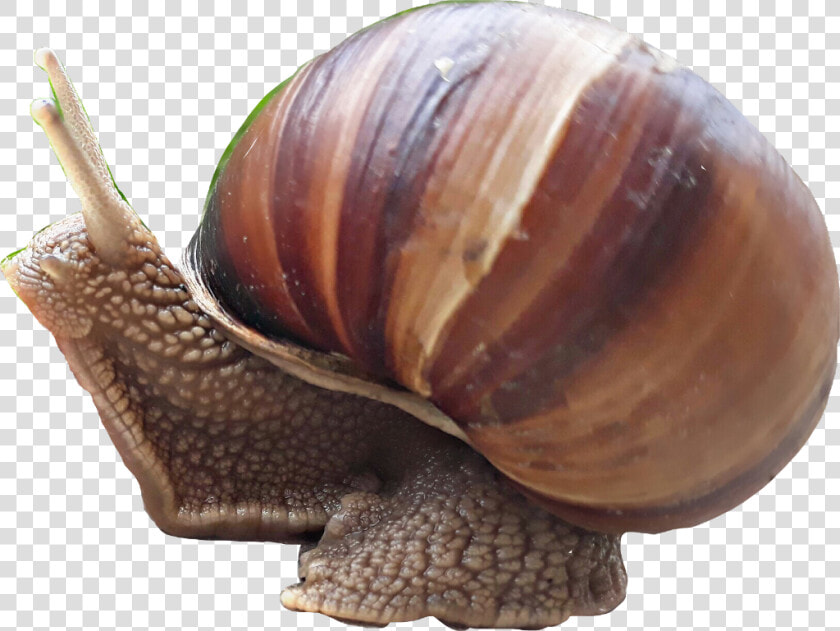  snail  caracol   Lymnaeidae  HD Png DownloadTransparent PNG