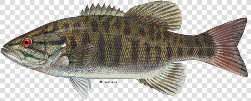 Illustration Of A Smallmouth Bass   Smallmouth Bass Fish  HD Png DownloadTransparent PNG