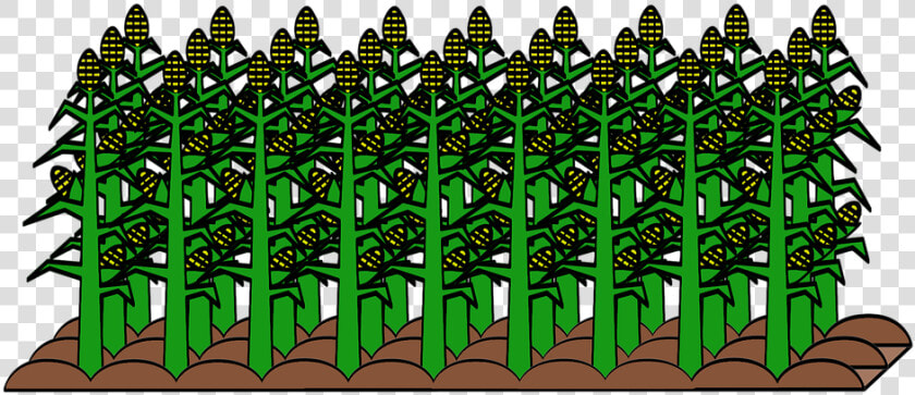 Field  Cultivated  Cultivation  Food  Plant  Harvest   Obrazy Dla Roslin Uprawnych  HD Png DownloadTransparent PNG