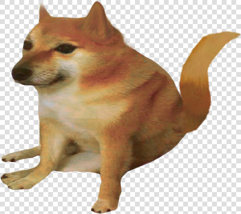 Mammal Vertebrate Dog Canidae Shiba Inu Dog Breed Carnivore  HD Png DownloadTransparent PNG