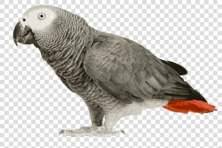 African Grey Parrot Clipart Transparent   African Grey Parrot Png  Png DownloadTransparent PNG