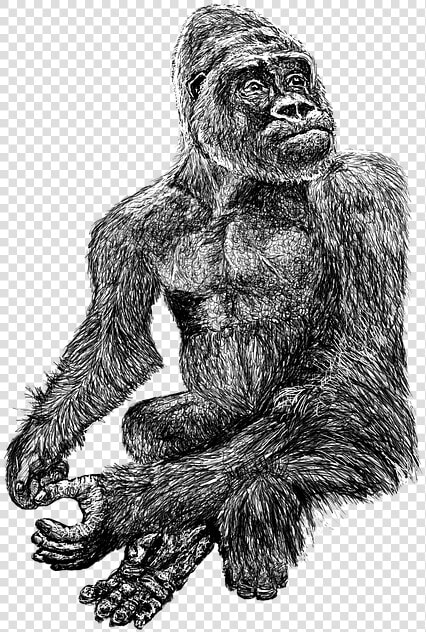 Gorilla  Black  Zoo  White  Hairy  Line  Art  Drawing   Common Chimpanzee  HD Png DownloadTransparent PNG