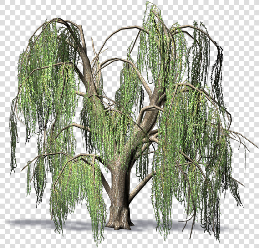 Weeping Willow   Weeping Willow Png  Transparent PngTransparent PNG