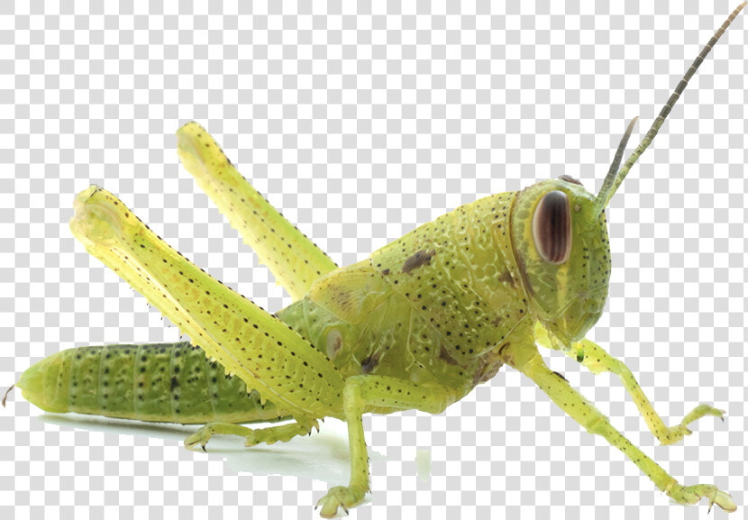 Download Grasshopper Png Transparent Image   Grasshopper 1st Stage Nymph  Png DownloadTransparent PNG