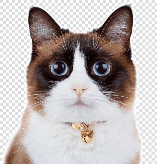 Balinese Kittens Snowshoe   Snowshoe Cat  HD Png DownloadTransparent PNG