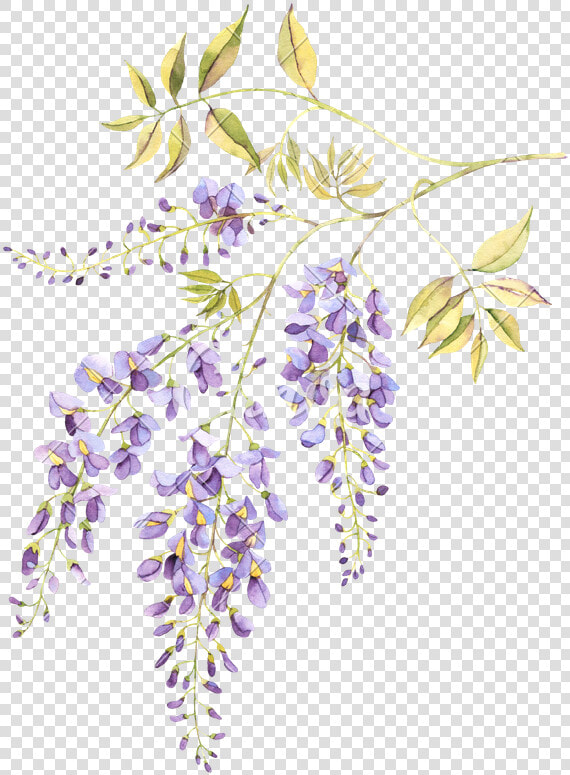 Wisteria Blossom Watercolor  HD Png DownloadTransparent PNG