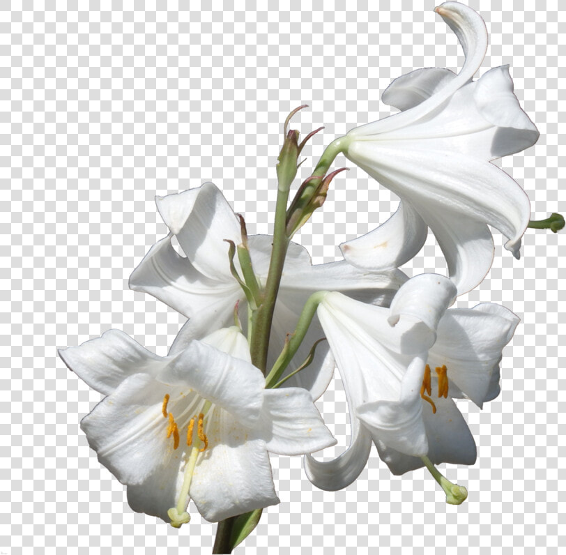 Lillies Png 3 » Png Image   Lilium Candidum Png  Transparent PngTransparent PNG