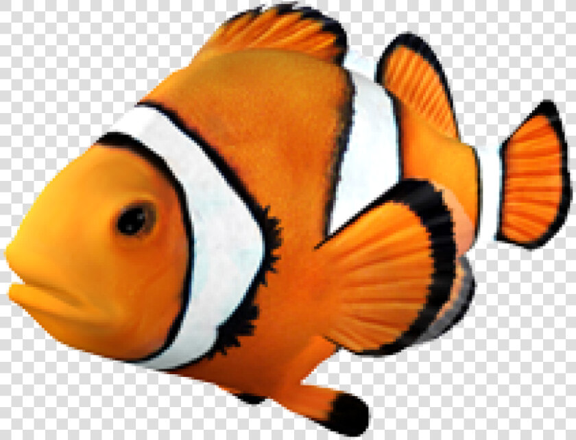 Goldfish Clownfish Angelfish Tropical Fish   Clown Fish Transparent Background  HD Png DownloadTransparent PNG