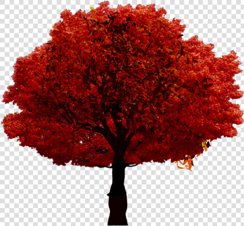  fall  autumn  tree   Arbre Sur Fond Blanc  HD Png DownloadTransparent PNG