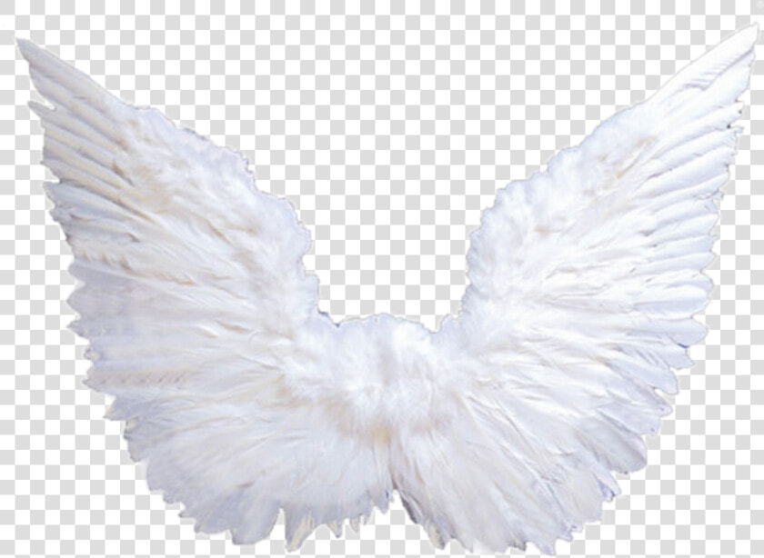 Pigeons And Doves   Png Download  Transparent PngTransparent PNG