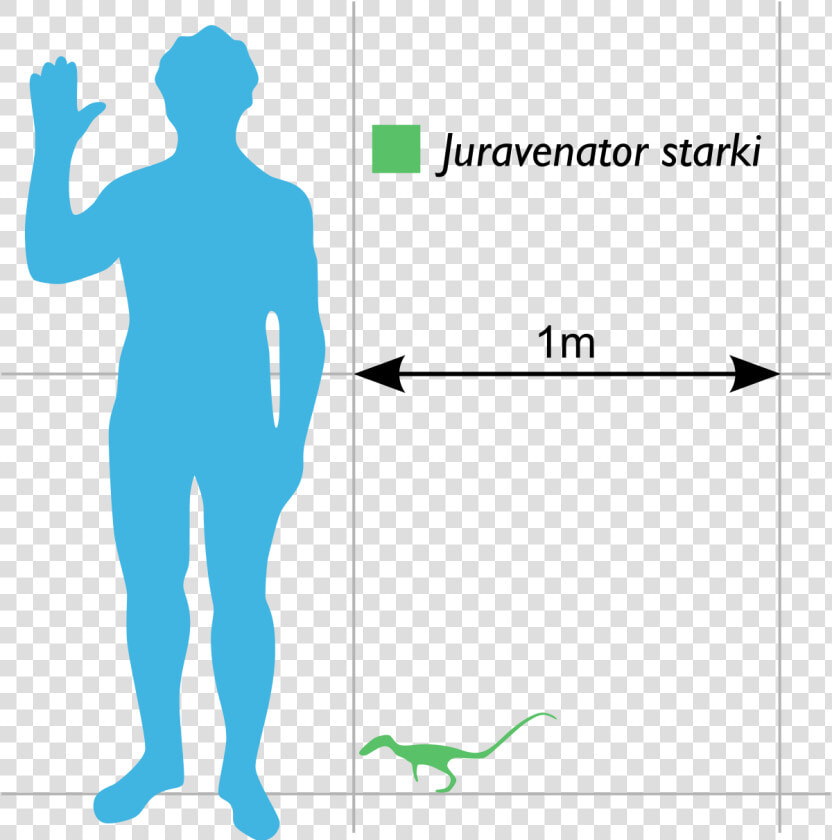 Cat Compared To Human  HD Png DownloadTransparent PNG