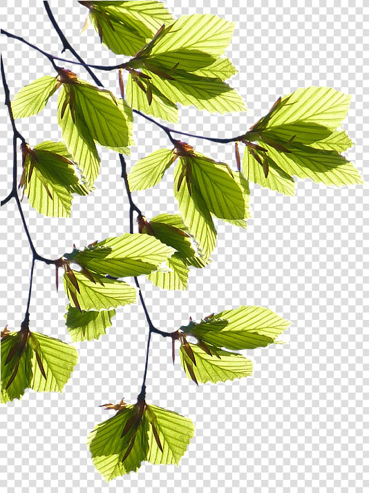 Tree Branches With Leaves Png   Aesthetic Dog  Transparent PngTransparent PNG